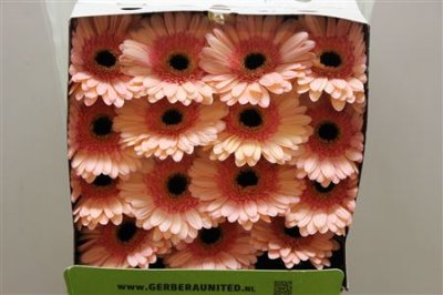 Gerbera Gr Diamond Alliance