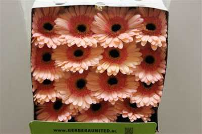 Gerbera Gr Diamond Alliance