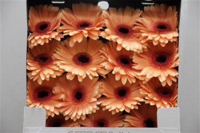Gerbera Gr Diamond Alma