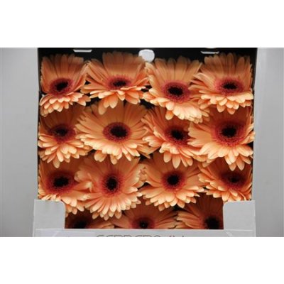 Gerbera Gr Diamond Alma