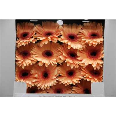 Gerbera Gr Diamond Alma