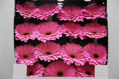 Gerbera Gr Diamond Alydia