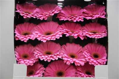 Gerbera Gr Diamond Alydia