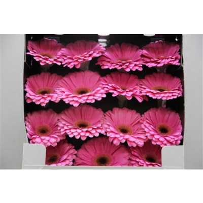 Gerbera Gr Diamond Alydia