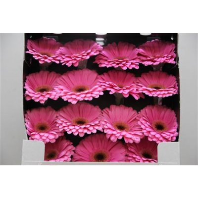 Gerbera Gr Diamond Alydia