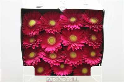 Gerbera Gr Diamond Ambassador