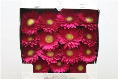 Gerbera Gr Diamond Ambassador