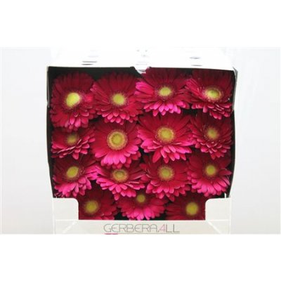 Gerbera Gr Diamond Ambassador