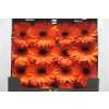 Gerbera Gr Diamond Amira