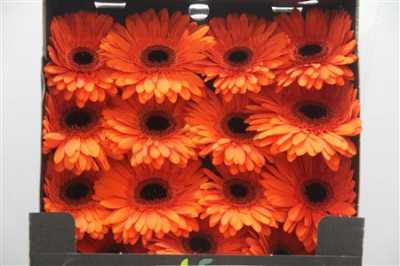 Gerbera Gr Diamond Amira