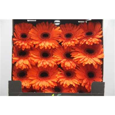 Gerbera Gr Diamond Amira