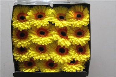 Gerbera Gr Diamond Apollo