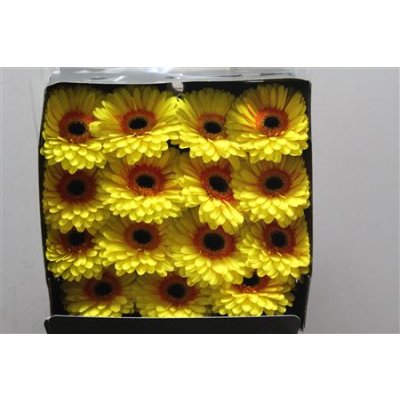 Gerbera Gr Diamond Apollo