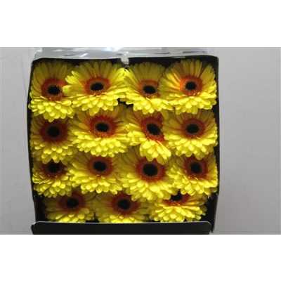 Gerbera Gr Diamond Apollo