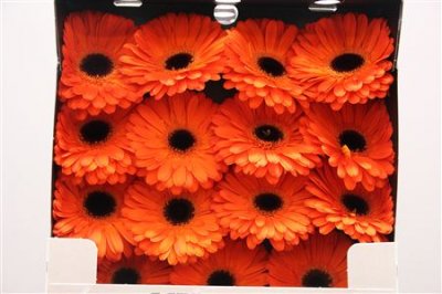 Gerbera Gr Diamond Applause