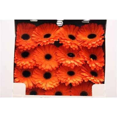 Gerbera Gr Diamond Applause