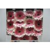 Gerbera Gr Diamond Artist