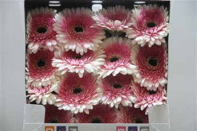 Gerbera Gr Diamond Artist