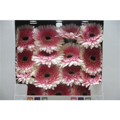 Gerbera Gr Diamond Artist