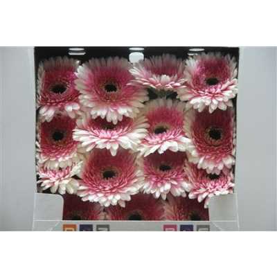 Gerbera Gr Diamond Artist