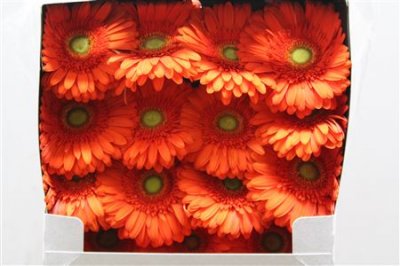 Gerbera Gr Diamond Atlanta