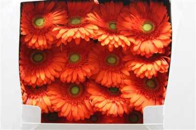 Gerbera Gr Diamond Atlanta