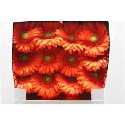 Gerbera Gr Diamond Atlanta
