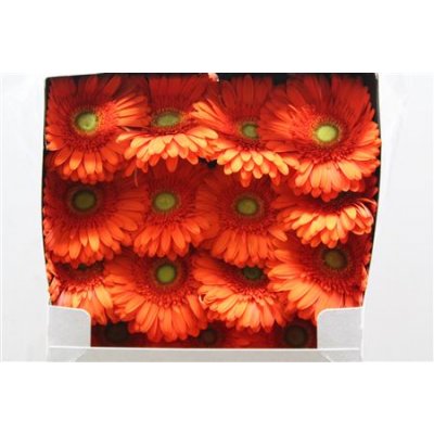 Gerbera Gr Diamond Atlanta
