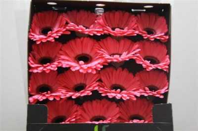 Gerbera Gr Diamond Avenue