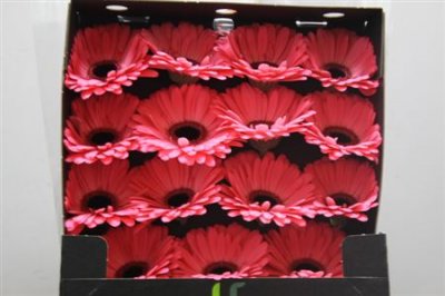 Gerbera Gr Diamond Avenue