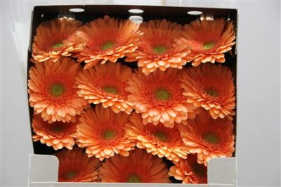 Gerbera Gr Diamond Avignon