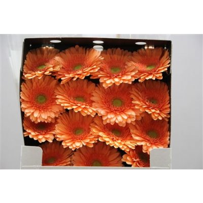 Gerbera Gr Diamond Avignon