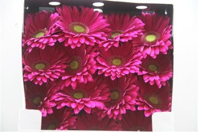Gerbera Gr Diamond Baringo