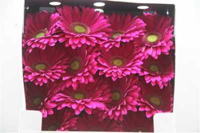 Gerbera Gr Diamond Baringo