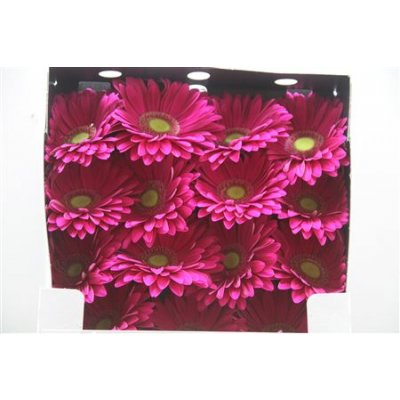Gerbera Gr Diamond Baringo