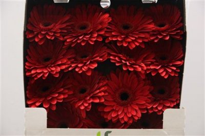 Gerbera Gr Diamond Barones