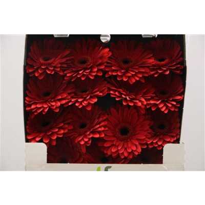 Gerbera Gr Diamond Barones