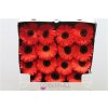 Gerbera Gr Diamond Bellezza