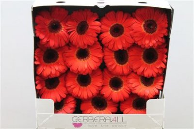 Gerbera Gr Diamond Bellezza