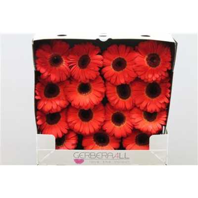 Gerbera Gr Diamond Bellezza