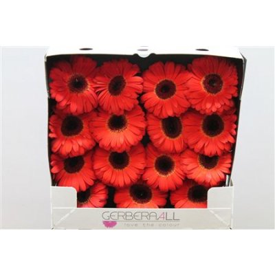 Gerbera Gr Diamond Bellezza