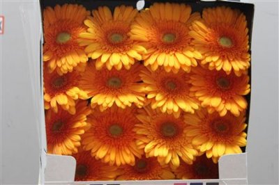 Gerbera Gr Diamond Berbatov