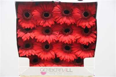 Gerbera Gr Diamond Blinddate