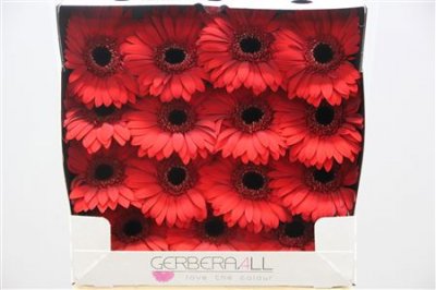 Gerbera Gr Diamond Blinddate