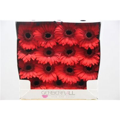 Gerbera Gr Diamond Blinddate