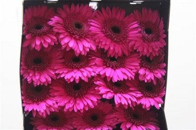 Gerbera Gr Diamond Bon Dia