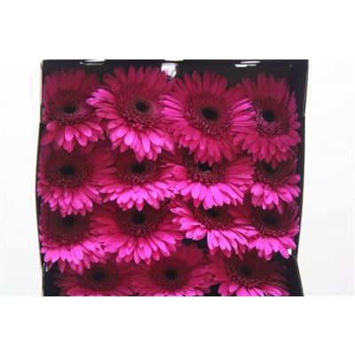 Gerbera Gr Diamond Bon Dia