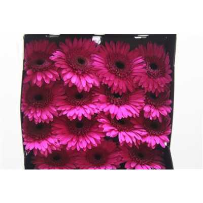 Gerbera Gr Diamond Bon Dia