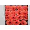 Gerbera Gr Diamond Brighton