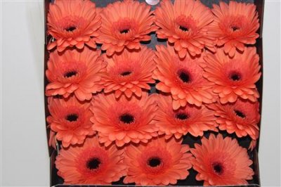 Gerbera Gr Diamond Brighton